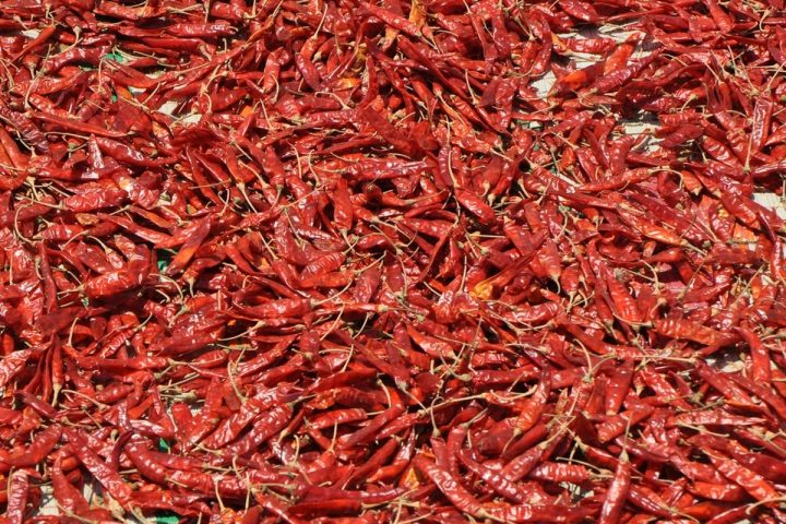 Nguyên liệu ớt trước khi đưa vào mẻ sấy tại xưởng gia công