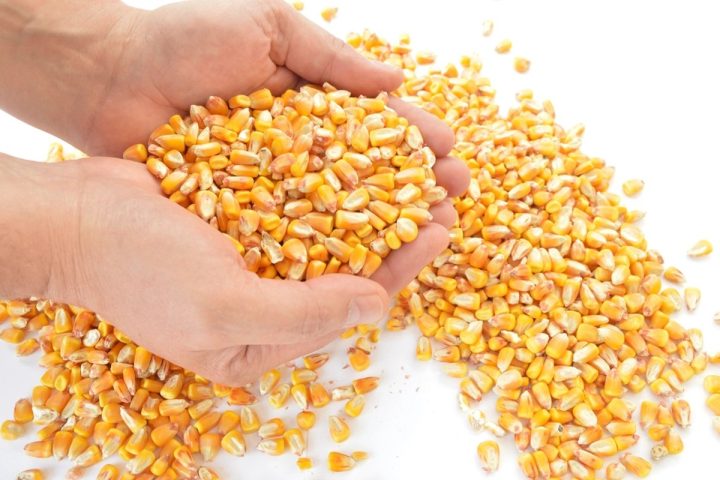 Nguyên liệu ngô trước khi đưa vào mẻ sấy tại xưởng gia công