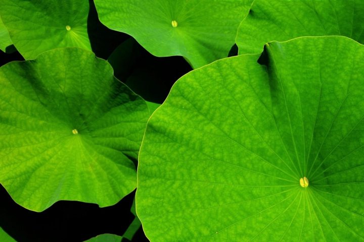Nguyên liệu lá sen trước khi đưa vào mẻ sấy tại xưởng gia công