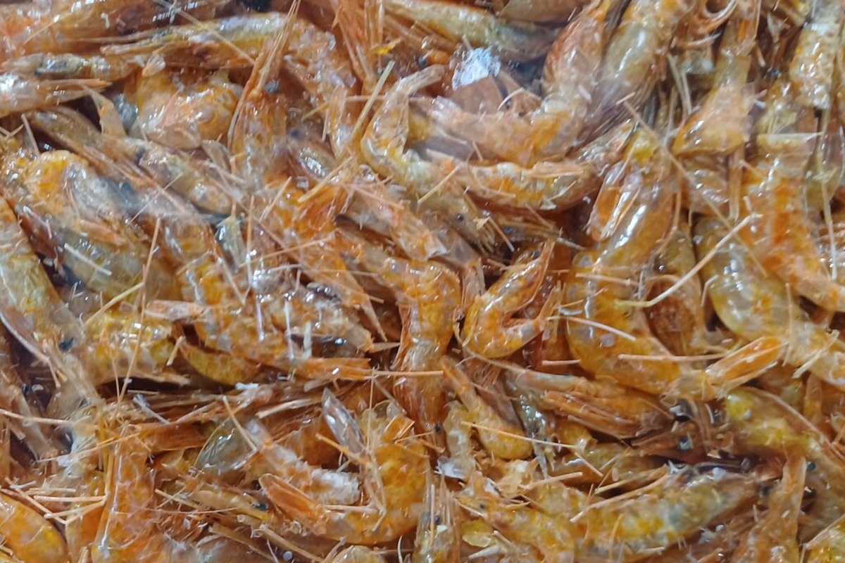 Nguyên liệu ruốc tép trước khi đưa vào mẻ sấy tại xưởng gia công