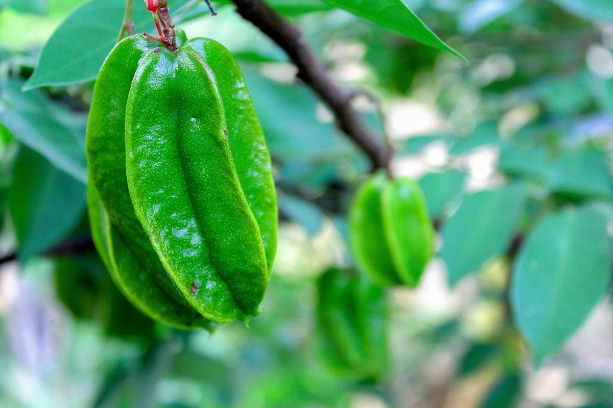 Nguyên liệu khế trước khi đưa vào mẻ sấy tại xưởng gia công