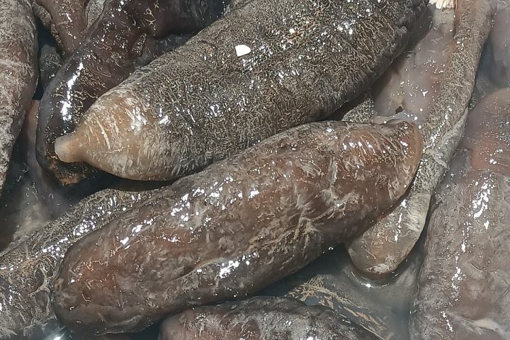Nguyên liệu hải sâm trước khi đưa vào mẻ sấy tại xưởng gia công