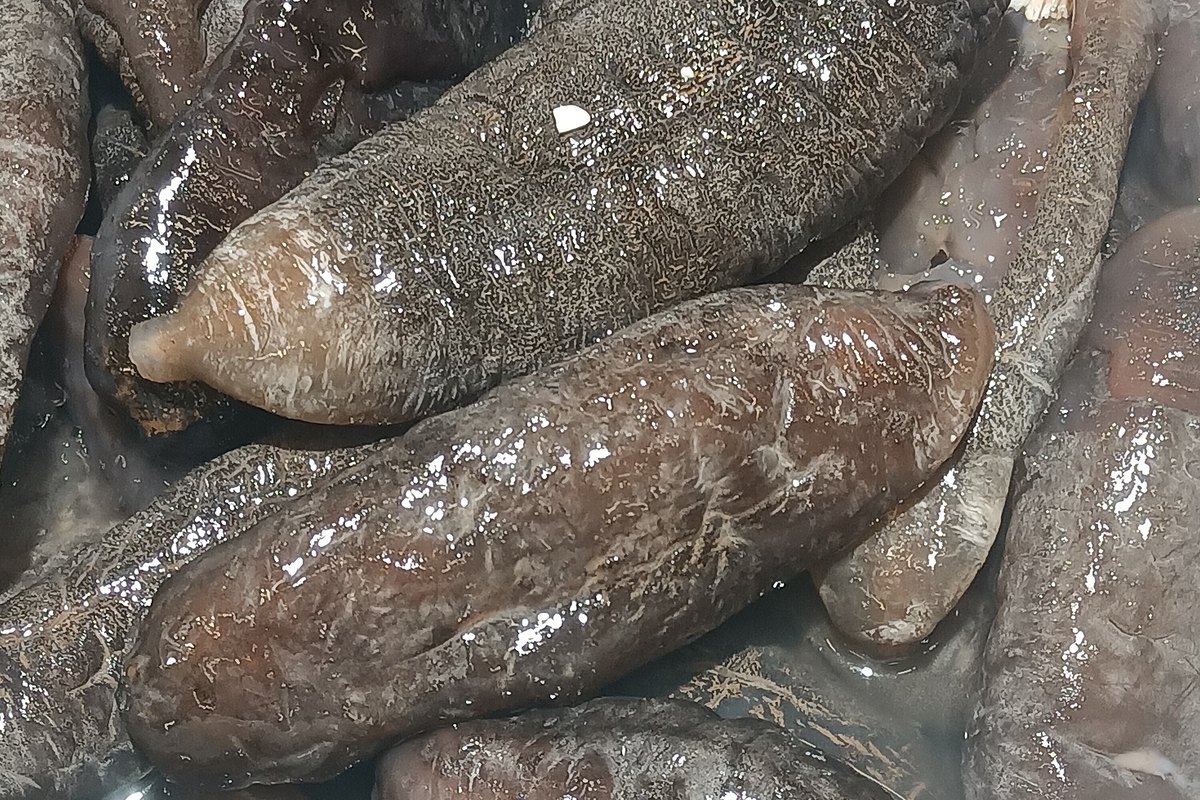 Nguyên liệu hải sâm trước khi đưa vào mẻ sấy tại xưởng gia công