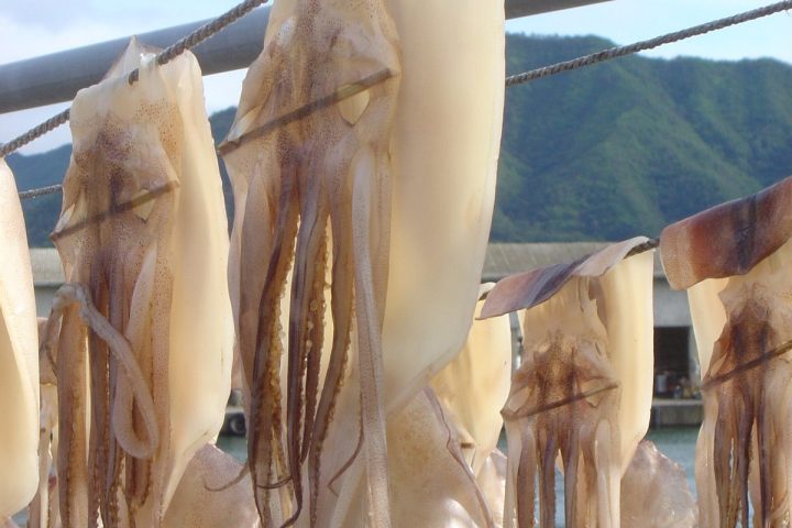 Nguyên liệu mực một nắng trước khi đưa vào mẻ sấy tại xưởng gia công
