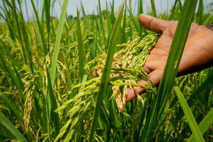 Nguyên liệu cơm gạo lứt trước khi đưa vào mẻ sấy tại xưởng gia công