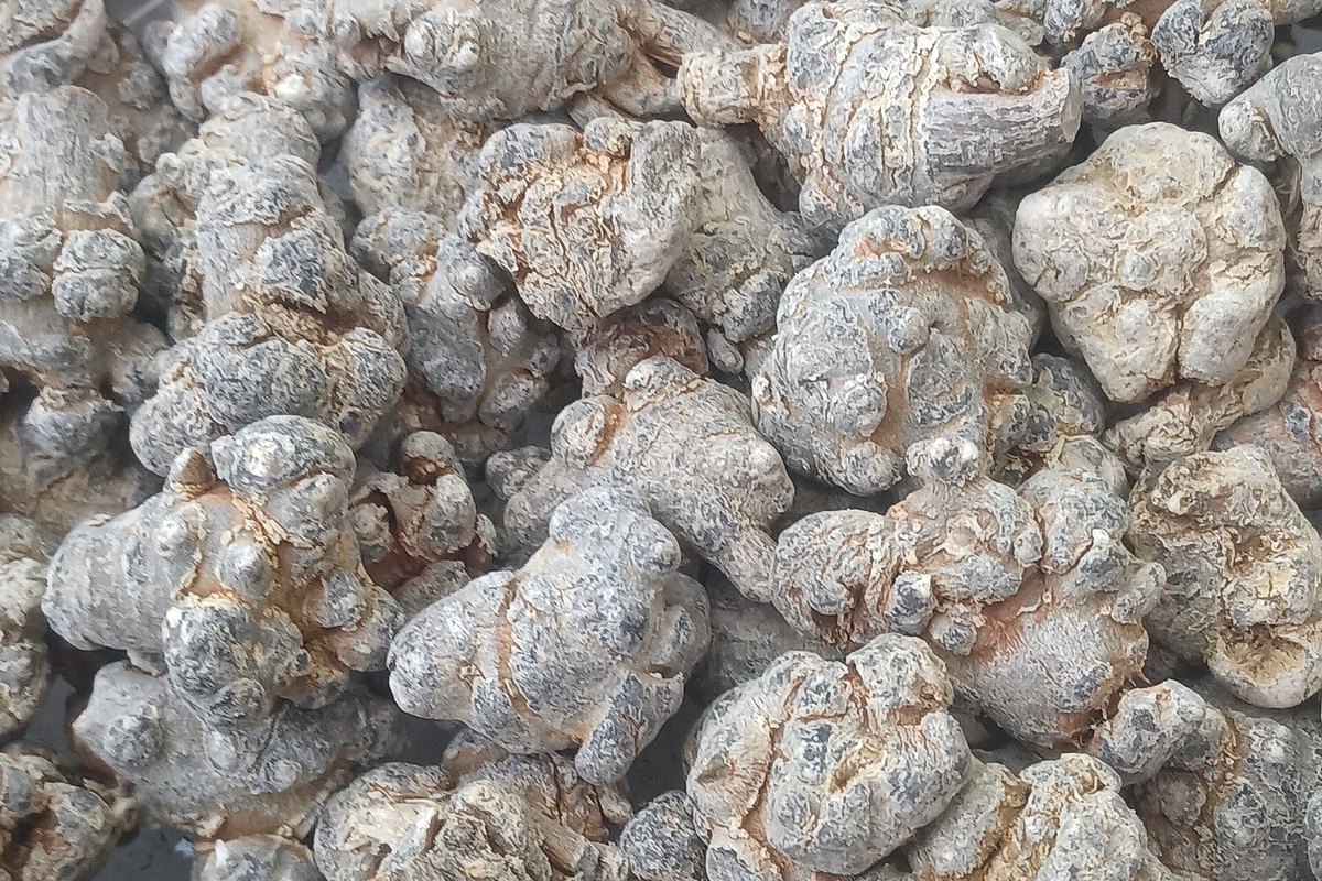 Nguyên liệu tam thất trước khi đưa vào mẻ sấy tại xưởng gia công