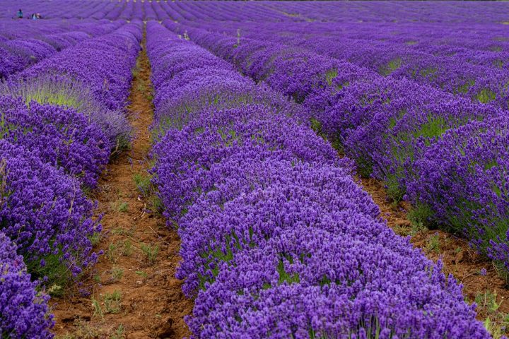Nguyên liệu hoa oải hương trước khi đưa vào mẻ sấy tại xưởng gia công