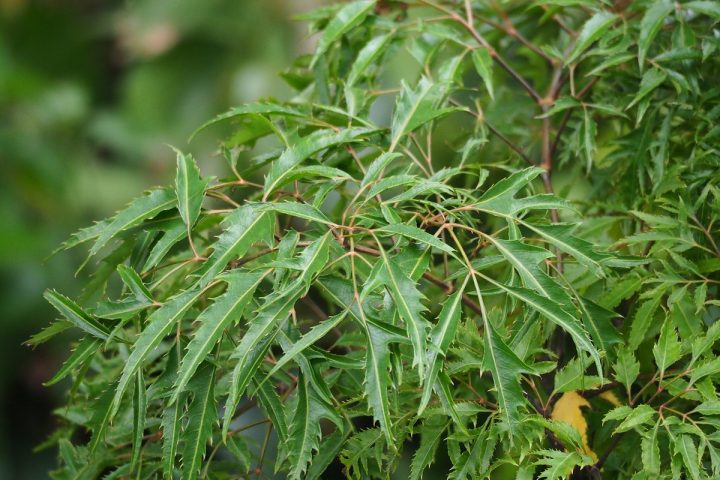 Nguyên liệu đinh lăng trước khi đưa vào mẻ sấy tại xưởng gia công